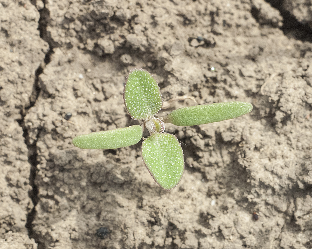 Image of Chenopodium album specimen.