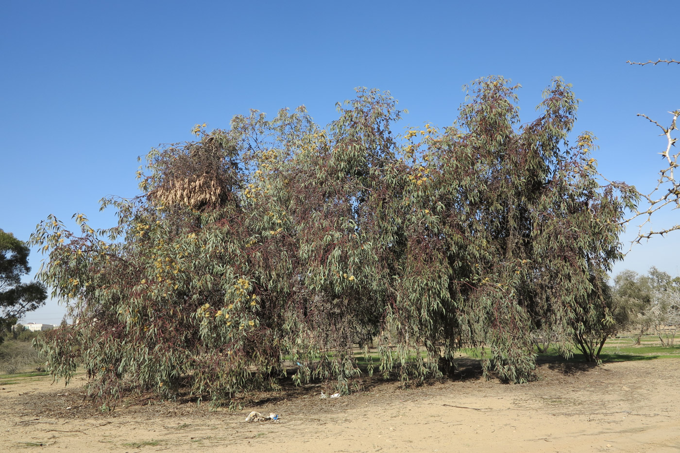 Image of genus Eucalyptus specimen.