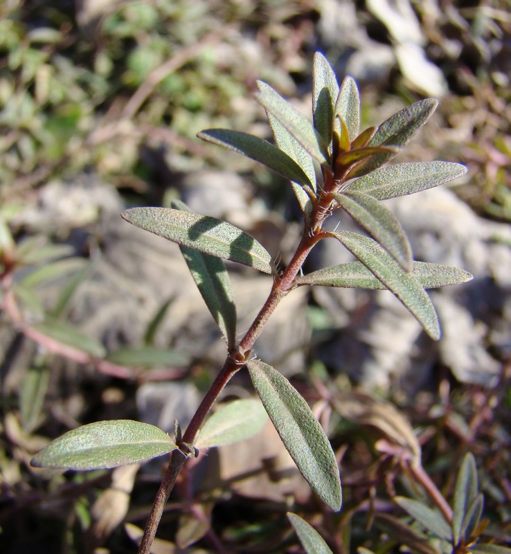 Изображение особи Thymus marschallianus.