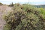 Salsola oppositifolia