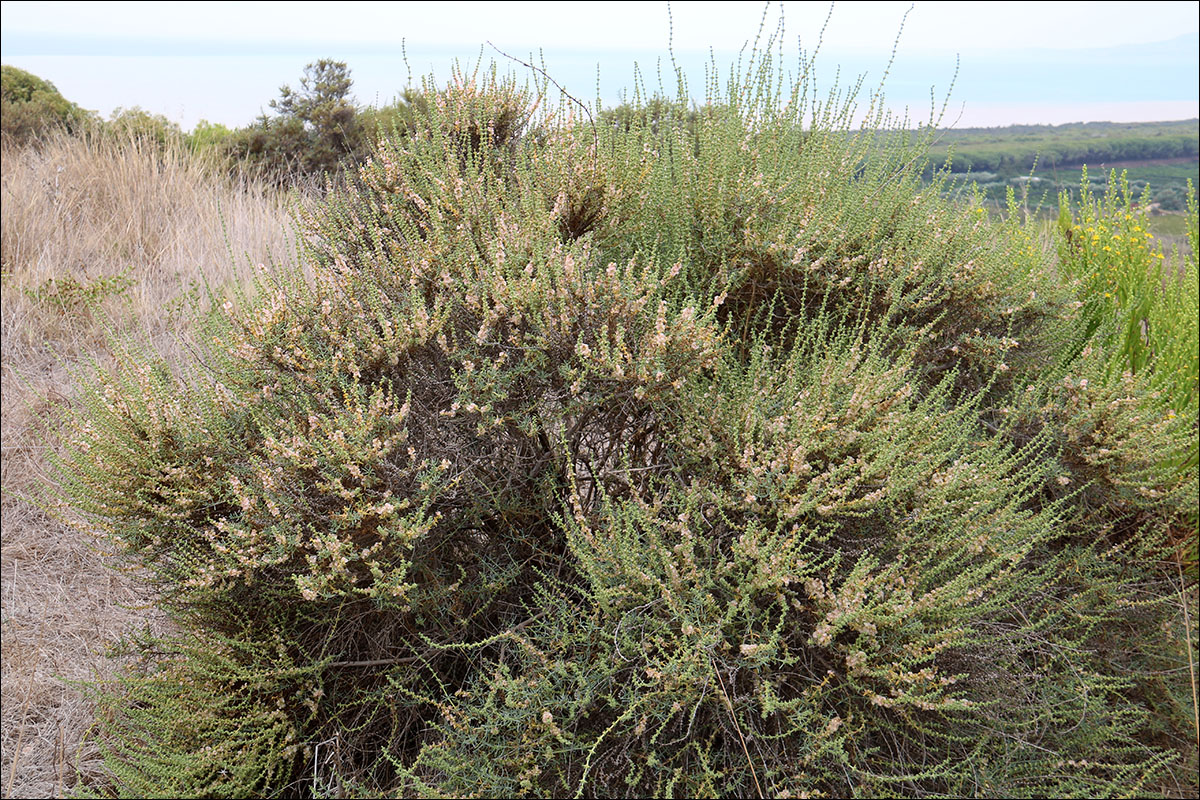 Изображение особи Salsola oppositifolia.