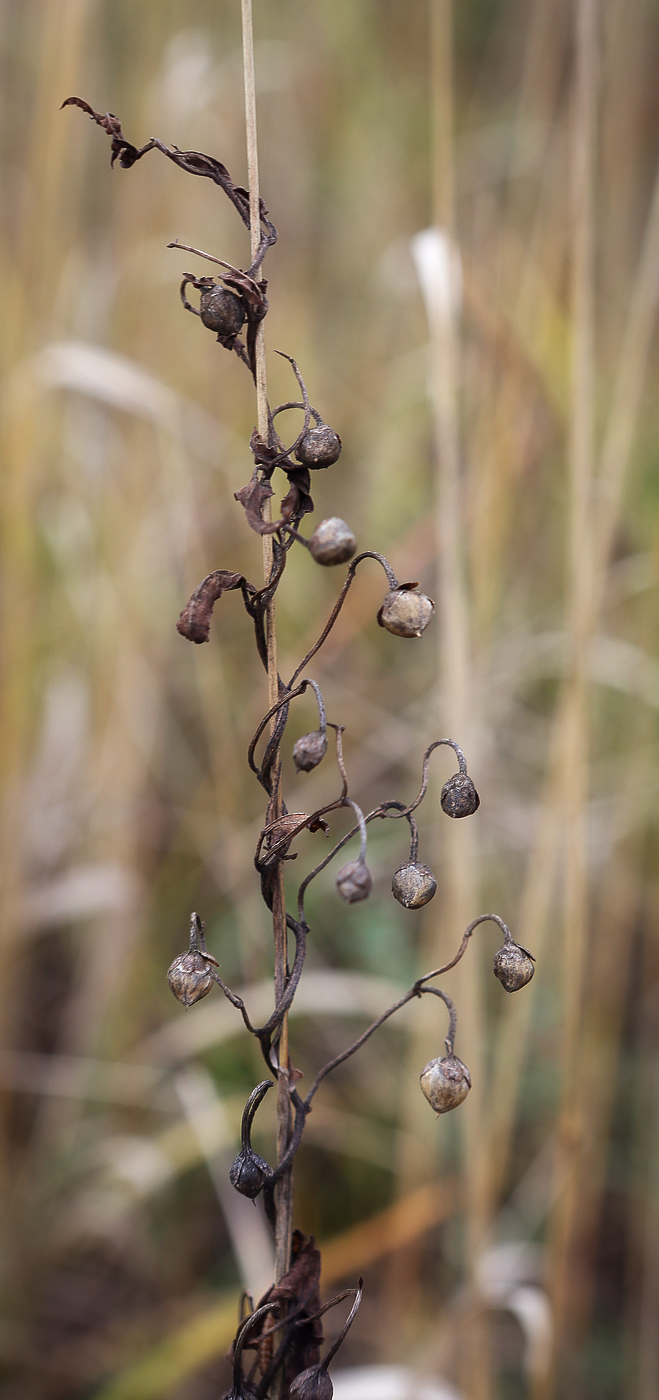 Изображение особи Convolvulus arvensis.