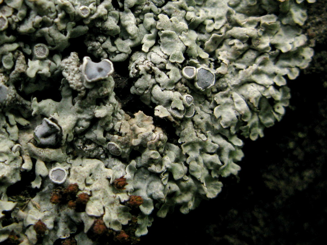 Image of Physcia aipolia specimen.