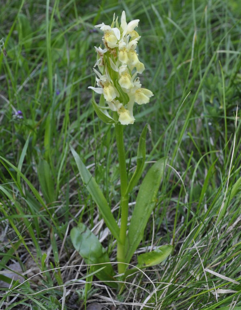 Image of Dactylorhiza sambucina specimen.