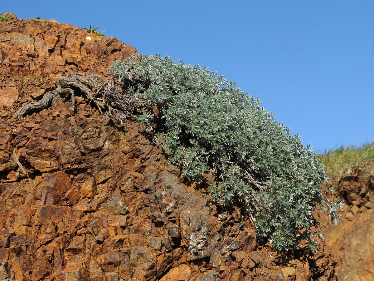 Image of Lupinus albifrons specimen.