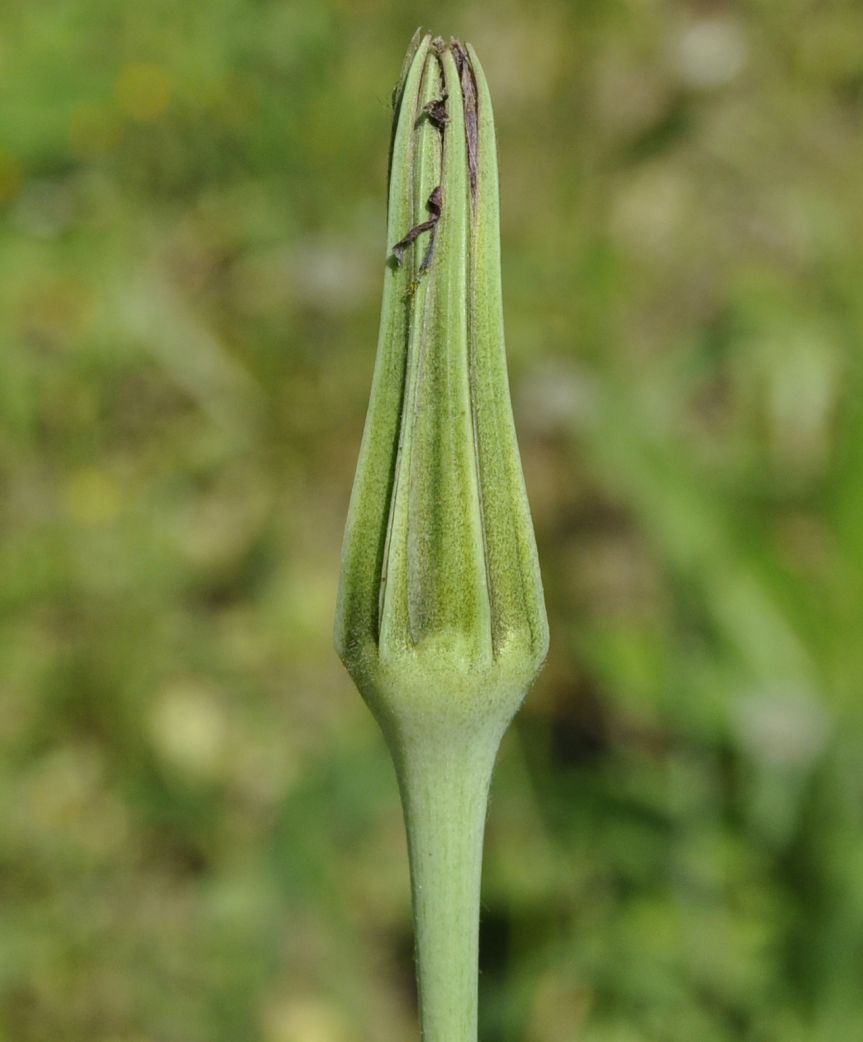 Image of Tragopogon australis specimen.