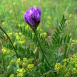 Astragalus danicus. Верхушка цветущего растения. Свердловская обл., окр. г. Североуральск, разнотравный луг между огородами и сосново-еловым лесом. 25.06.2009.