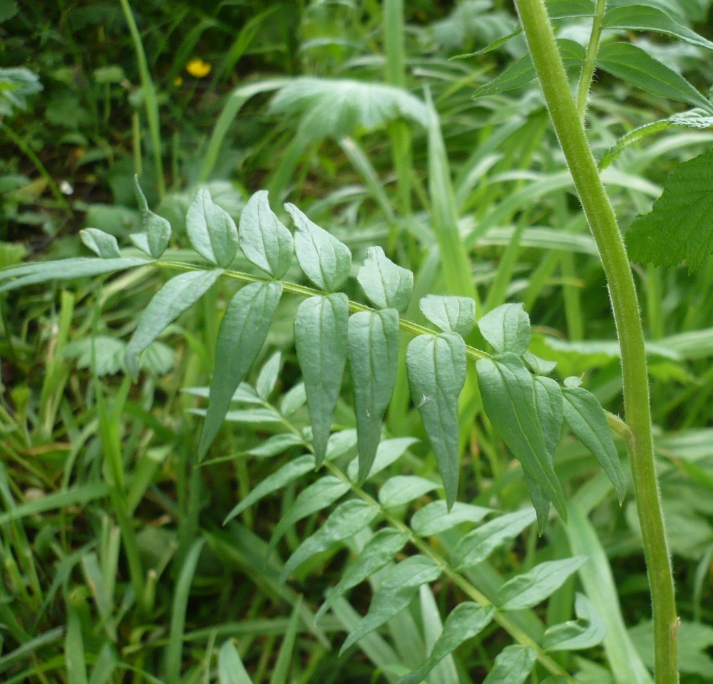 Image of Polemonium caeruleum specimen.