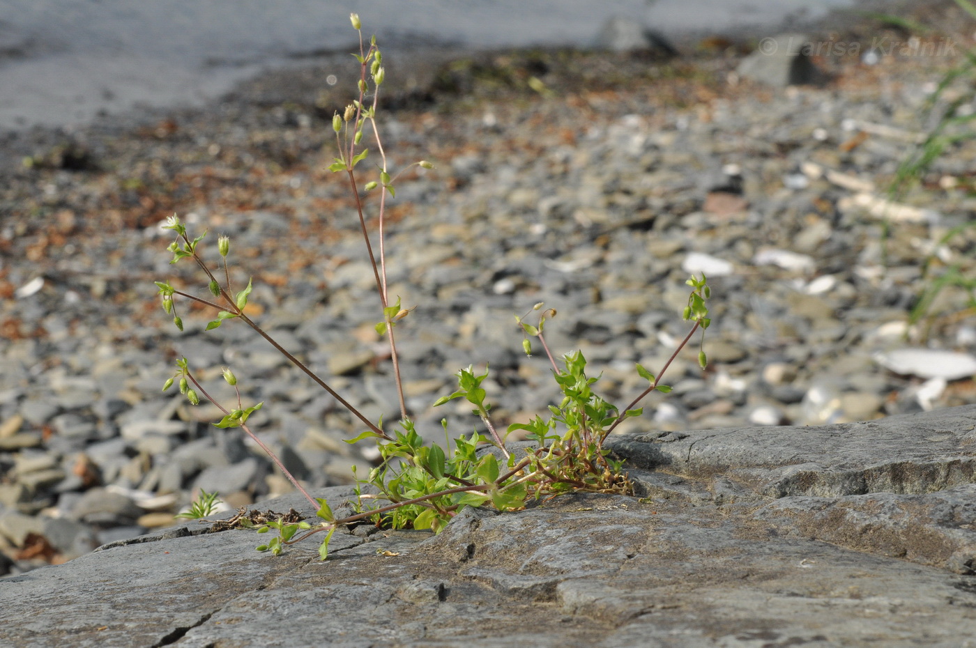 Image of Stellaria media specimen.