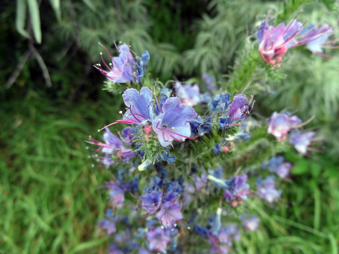 Image of Echium vulgare specimen.