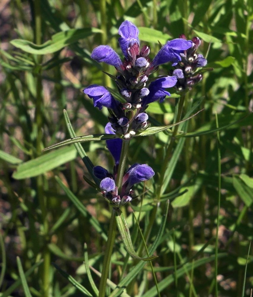 Image of Dracocephalum ruyschiana specimen.