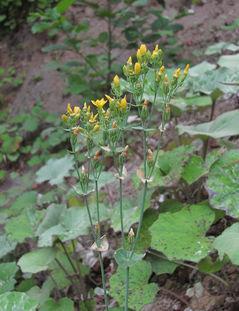 Image of Blackstonia perfoliata specimen.