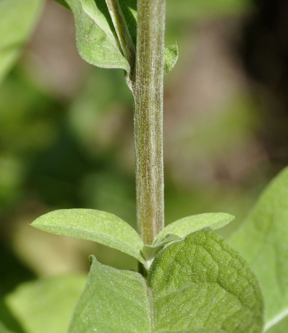 Image of Centaurea stenolepis specimen.