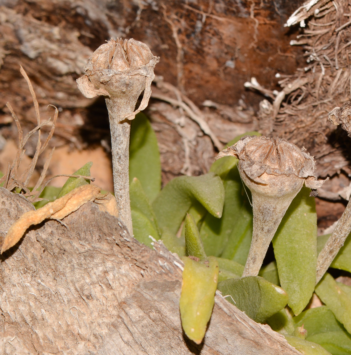 Image of Glottiphyllum linguiforme specimen.