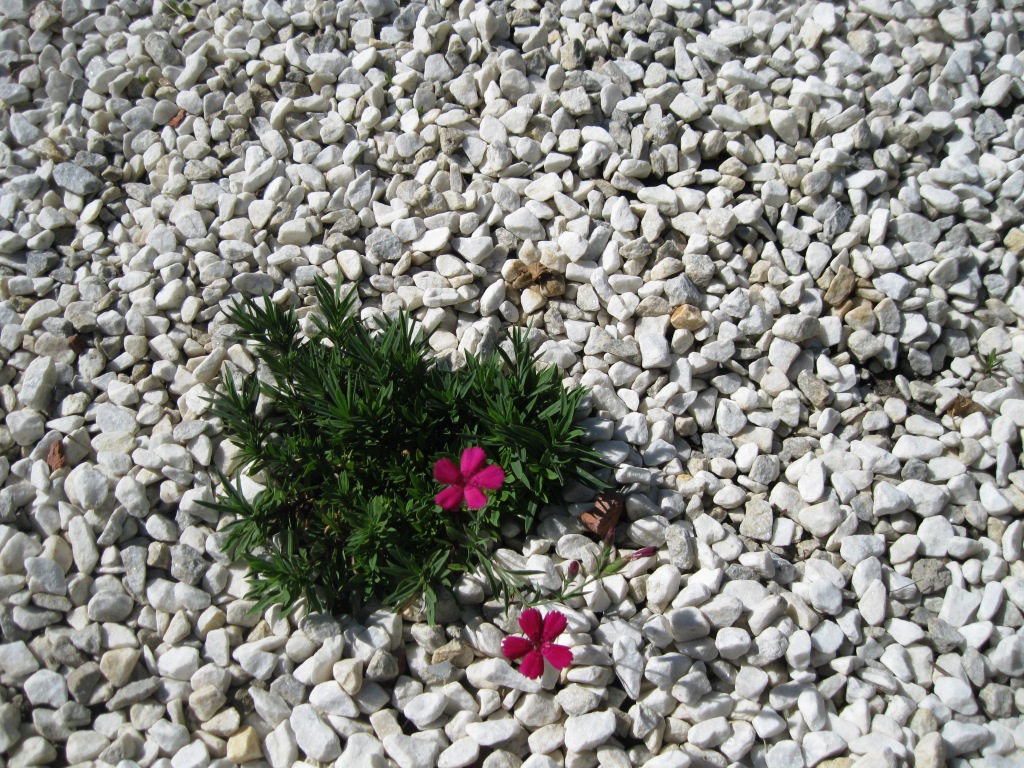 Image of genus Dianthus specimen.