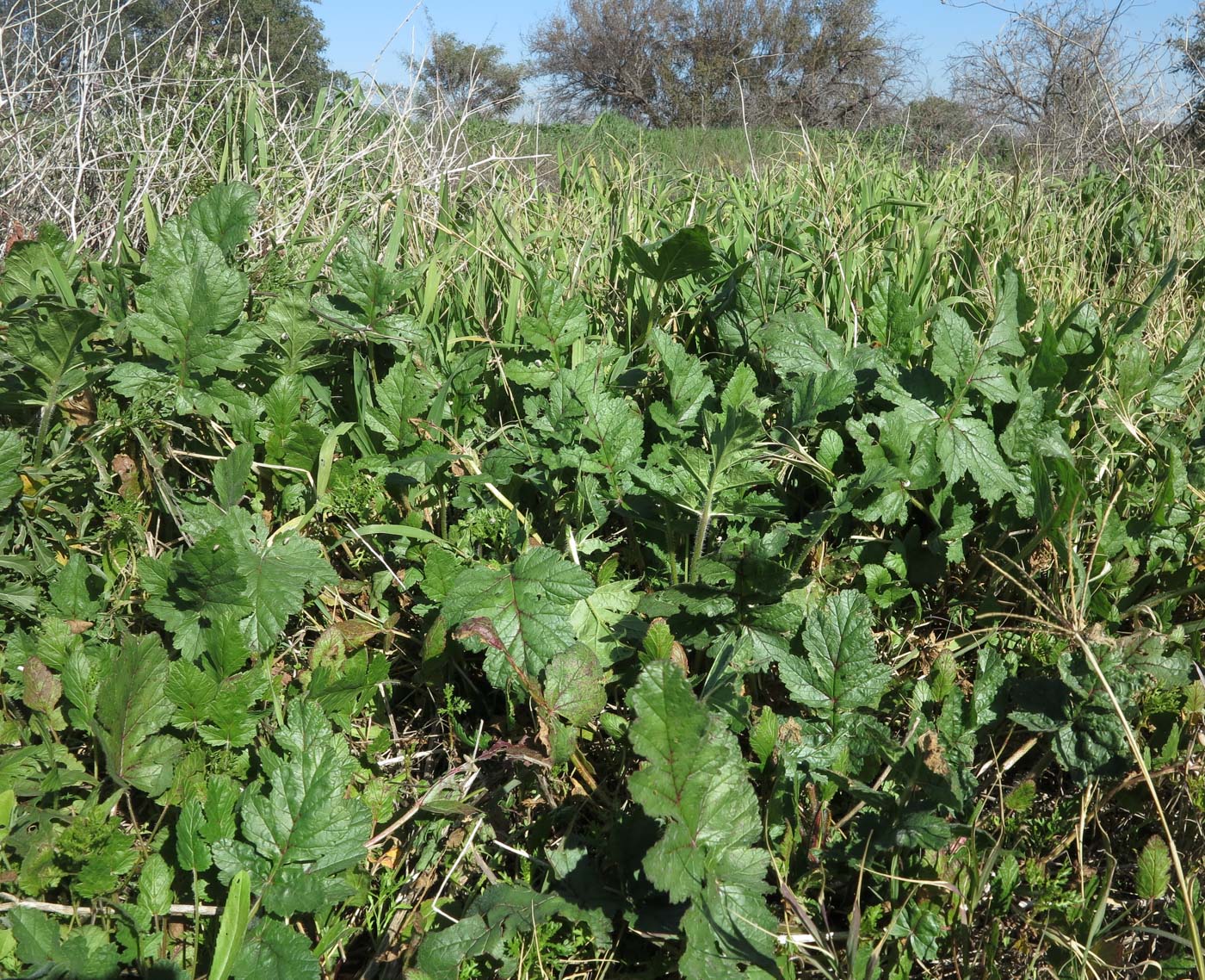 Image of Erodium gruinum specimen.