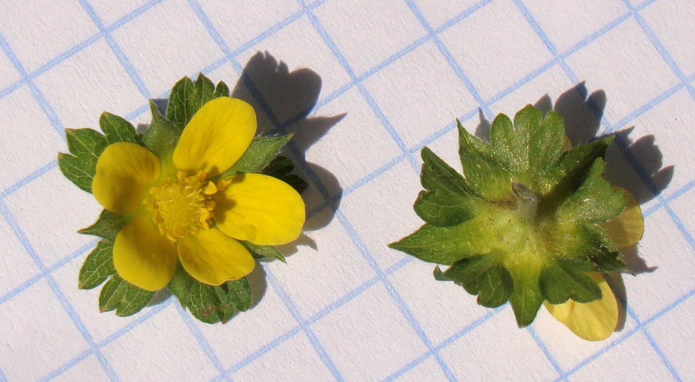 Image of Duchesnea indica specimen.