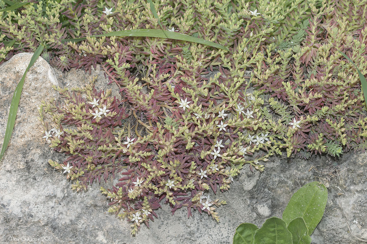 Image of Sedum pallidum specimen.