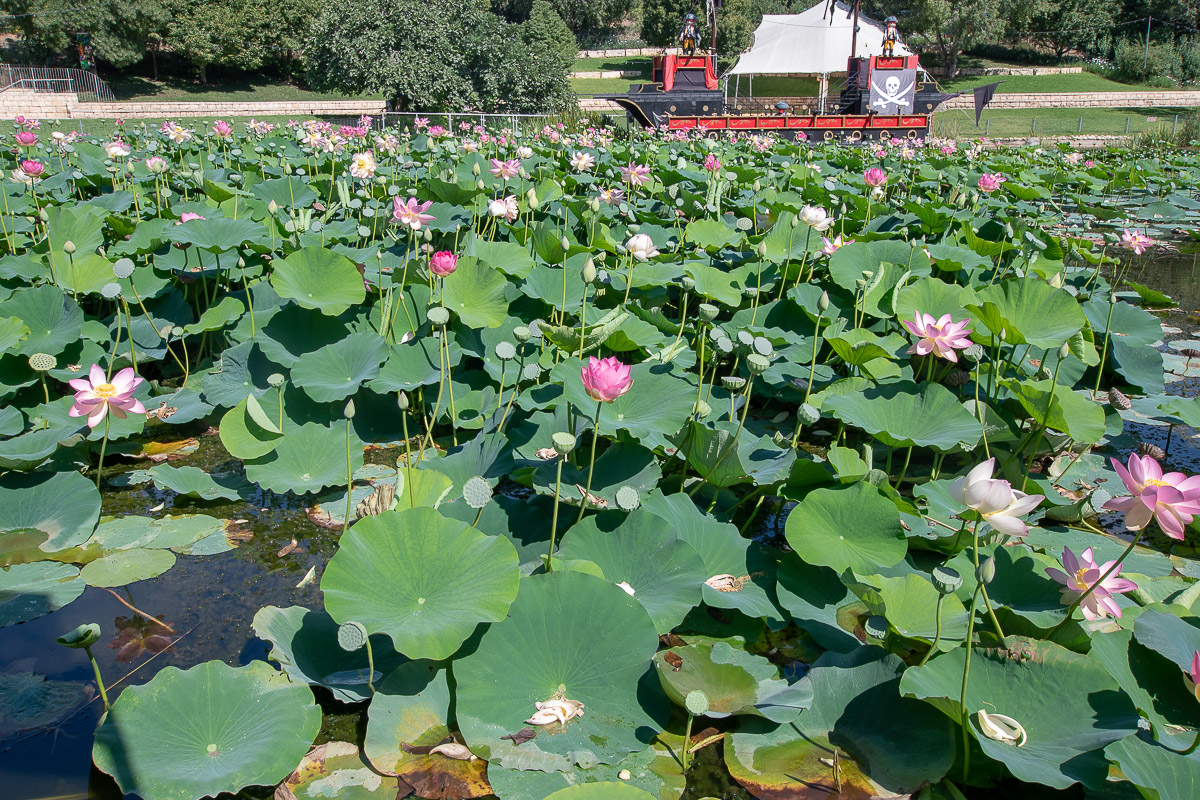 Image of Nelumbo nucifera specimen.