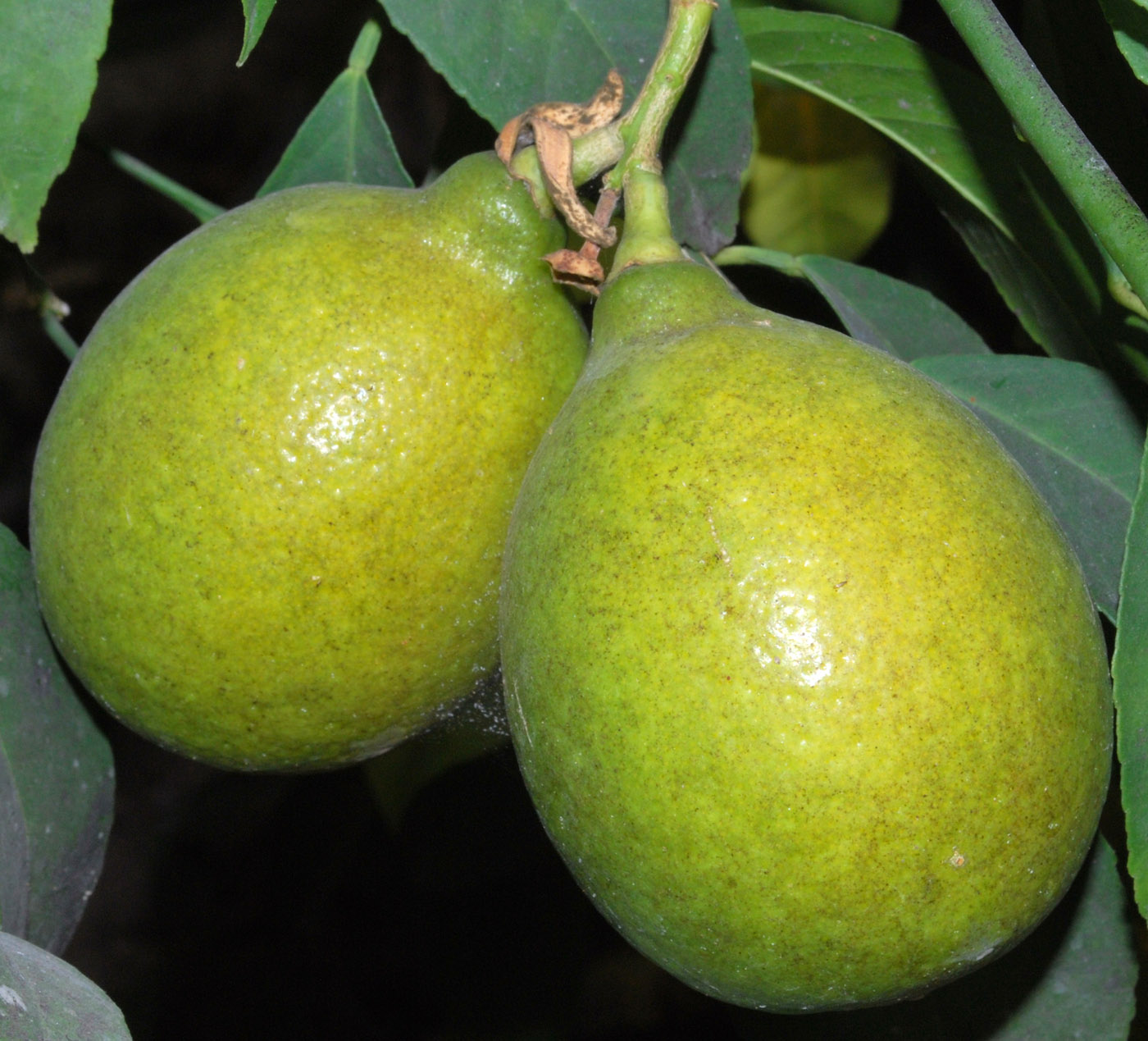 Image of Citrus limon specimen.