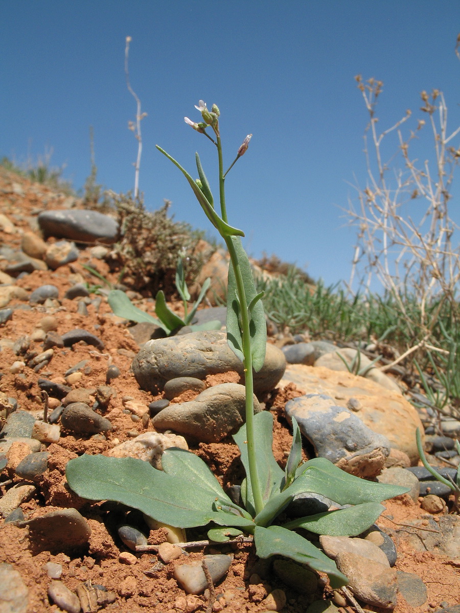 Image of Goldbachia laevigata specimen.