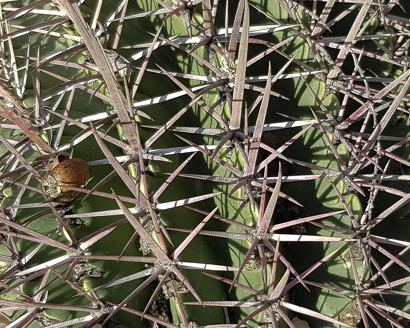 Image of Ferocactus recurvus specimen.