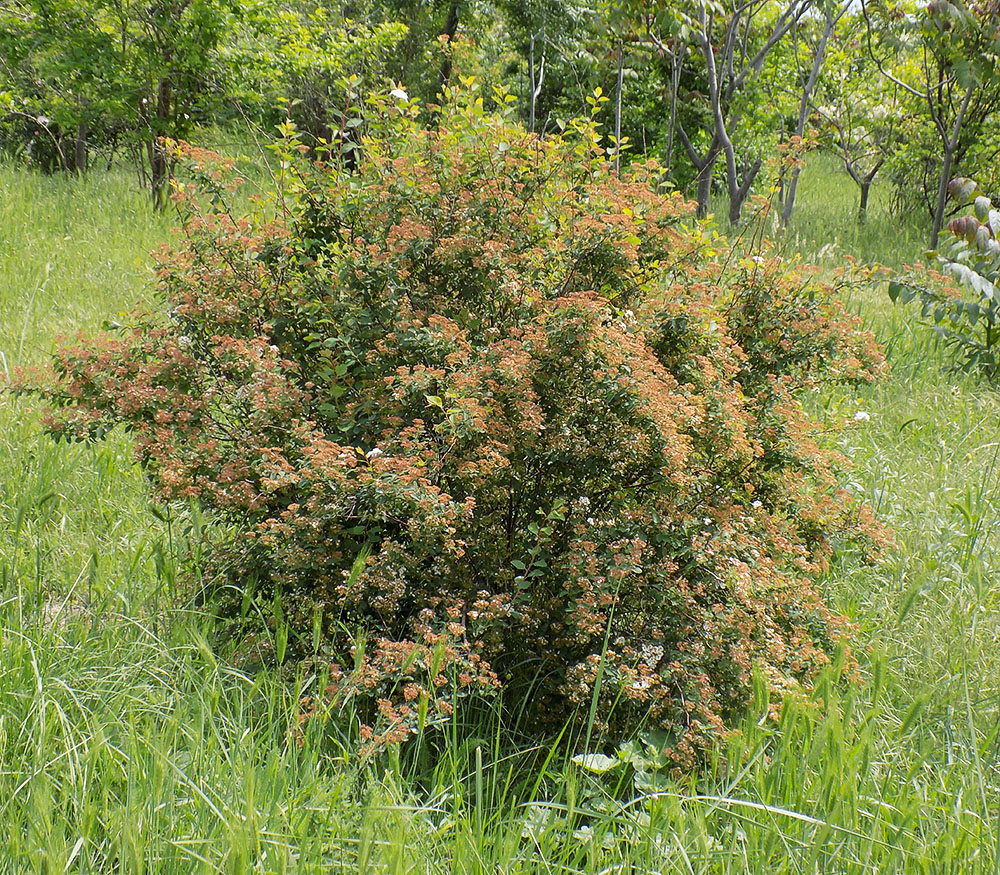 Image of Spiraea &times; vanhouttei specimen.