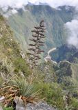 genus Puya