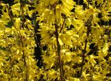 Forsythia × intermedia