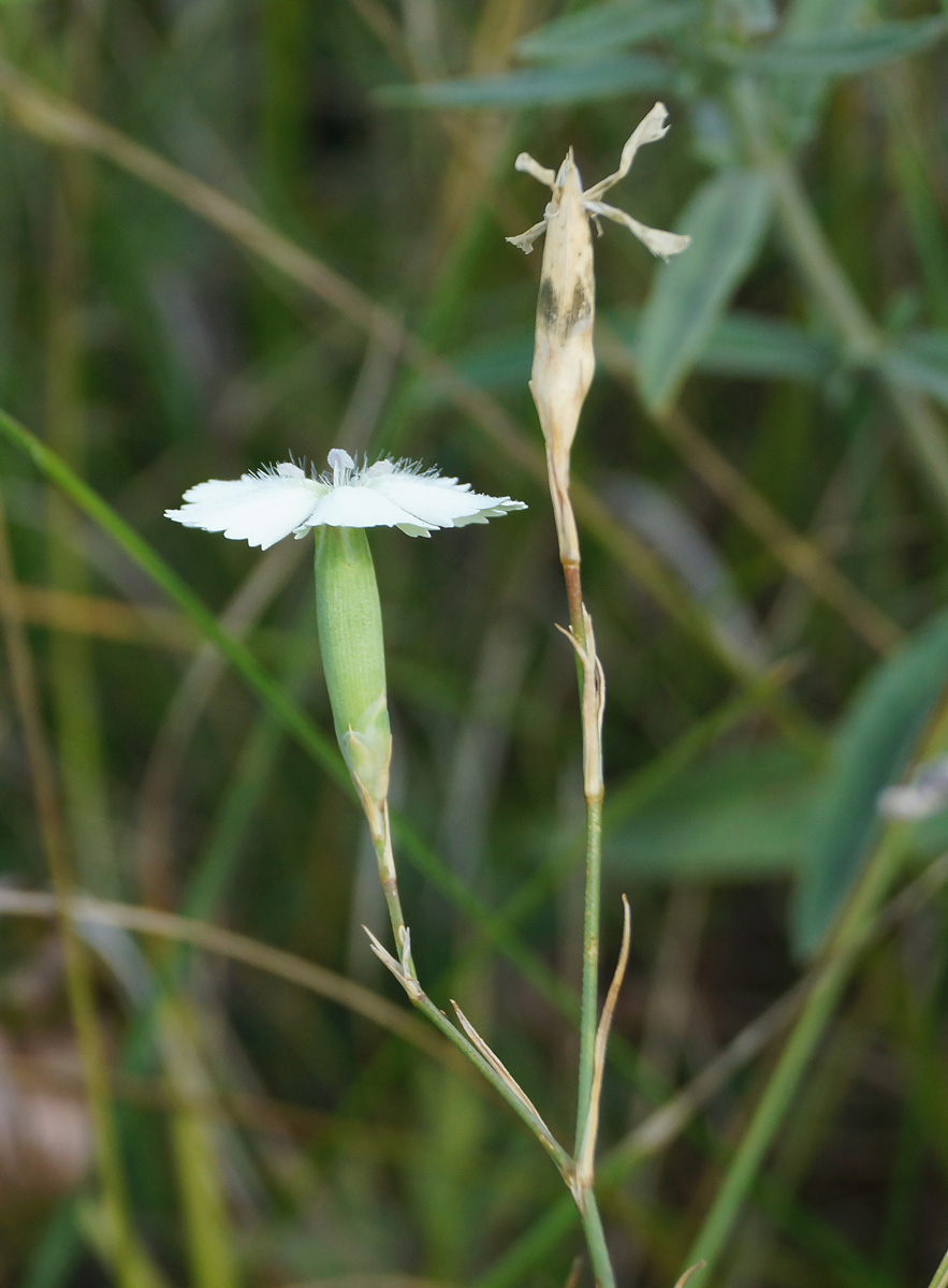 Image of Dianthus ramosissimus specimen.