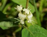 Lonicera xylosteum