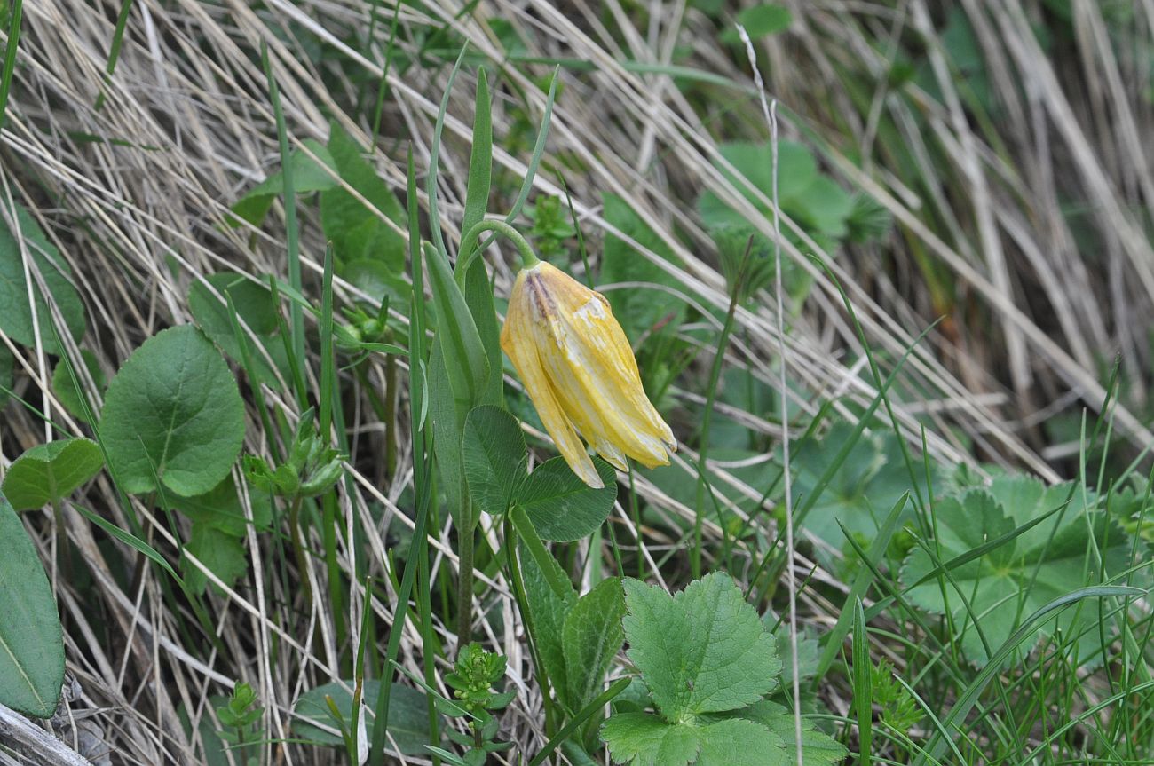 Image of Fritillaria ophioglossifolia specimen.