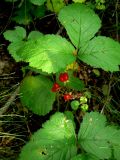 Rubus saxatilis