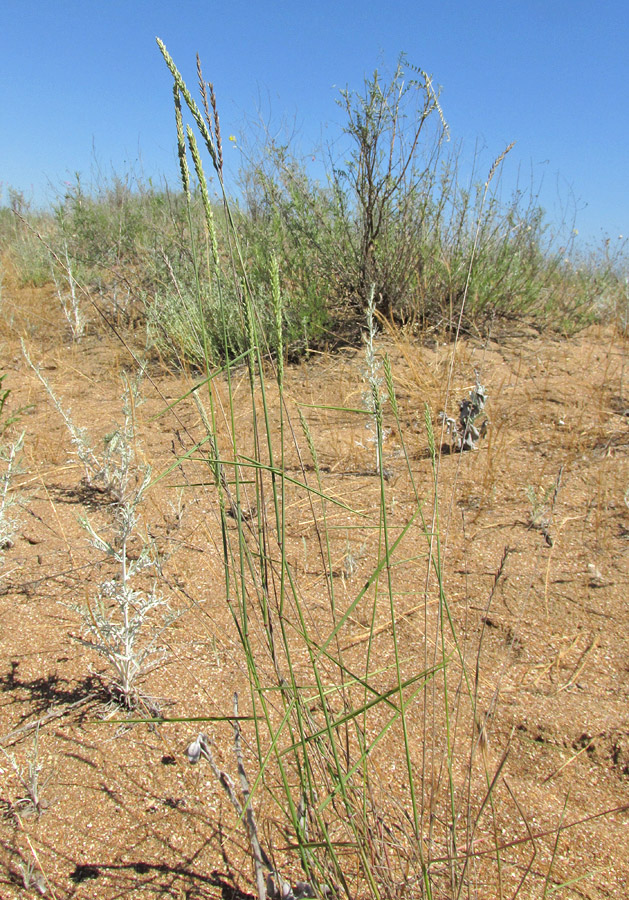 Image of Agropyron fragile specimen.