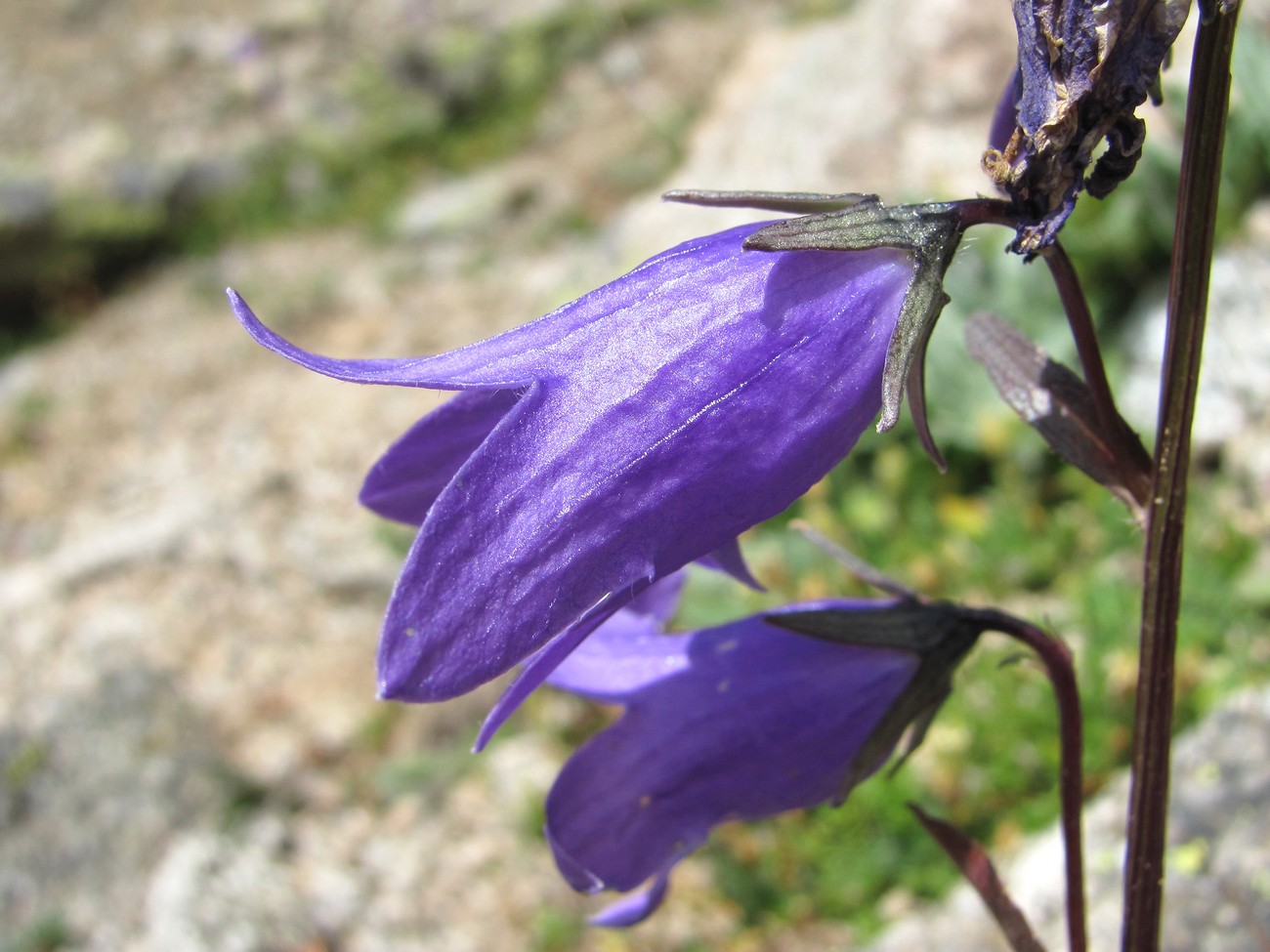 Image of Campanula collina specimen.