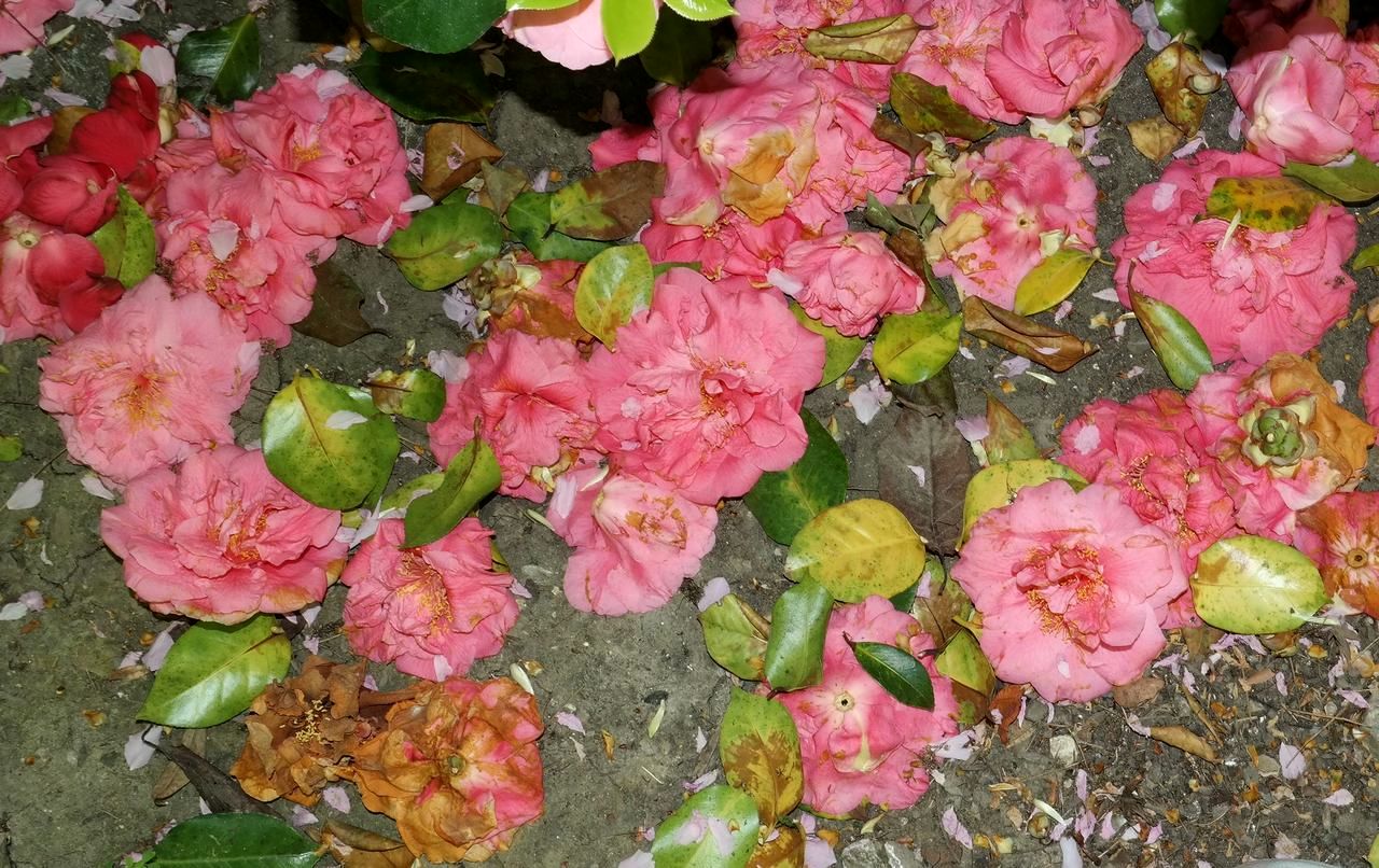 Изображение особи Camellia japonica.