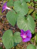 Ipomoea purpurea