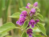 Galeopsis pubescens. Верхушка цветущего растения. Украина, Ивано-Франковская обл., Болеховский горсовет, Поляницкий сельсовет, Поляницкий региональный ландшафтный парк, на лугу. 07.07.2018.