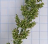 Setaria verticillata. Часть соцветия. Краснодарский край, Кущёвский р-н, станица Шкуринская, сорное на огороде. 15.06.2010.