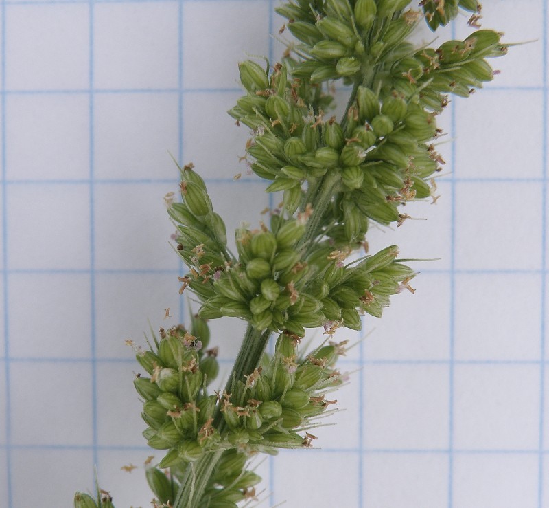 Image of Setaria verticillata specimen.