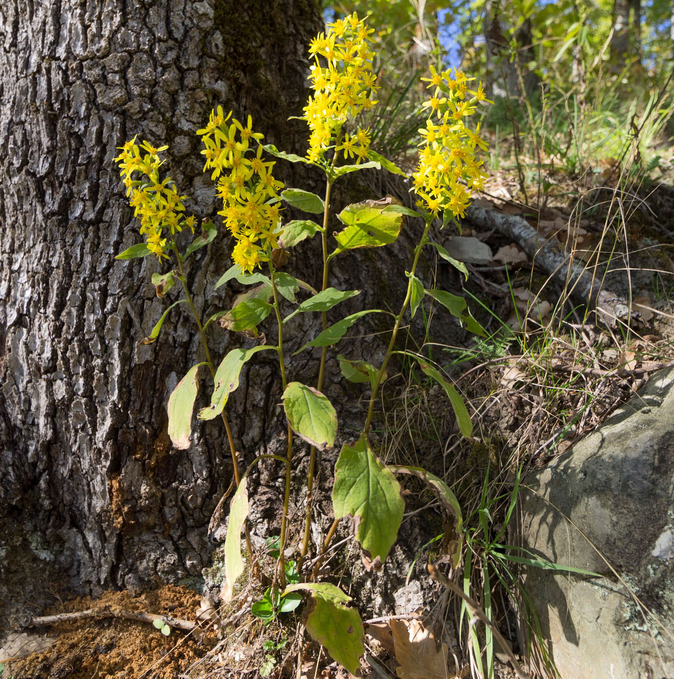 Изображение особи Solidago virgaurea ssp. caucasica.