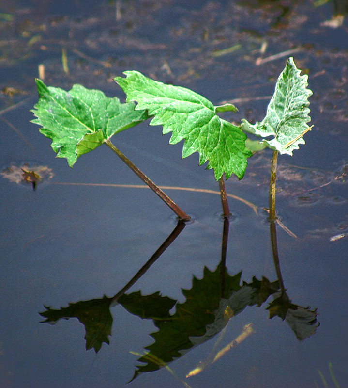 Image of Petasites frigidus specimen.