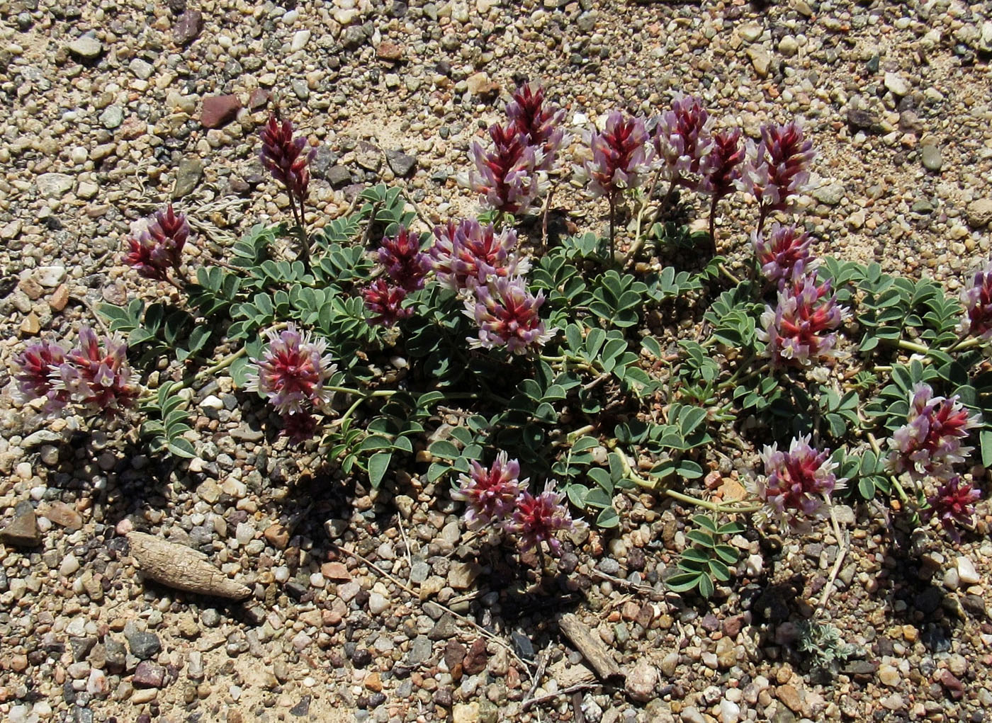 Image of Glycyrrhiza aspera specimen.