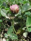 Trifolium bonannii. Цветущие растения. Крым, Севастополь, 10 июля 2010 г.