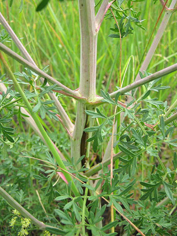 Image of Xanthoselinum alsaticum specimen.