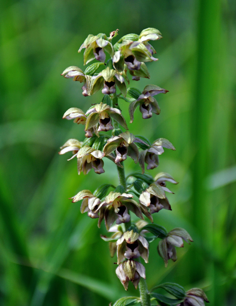 Image of Epipactis helleborine specimen.