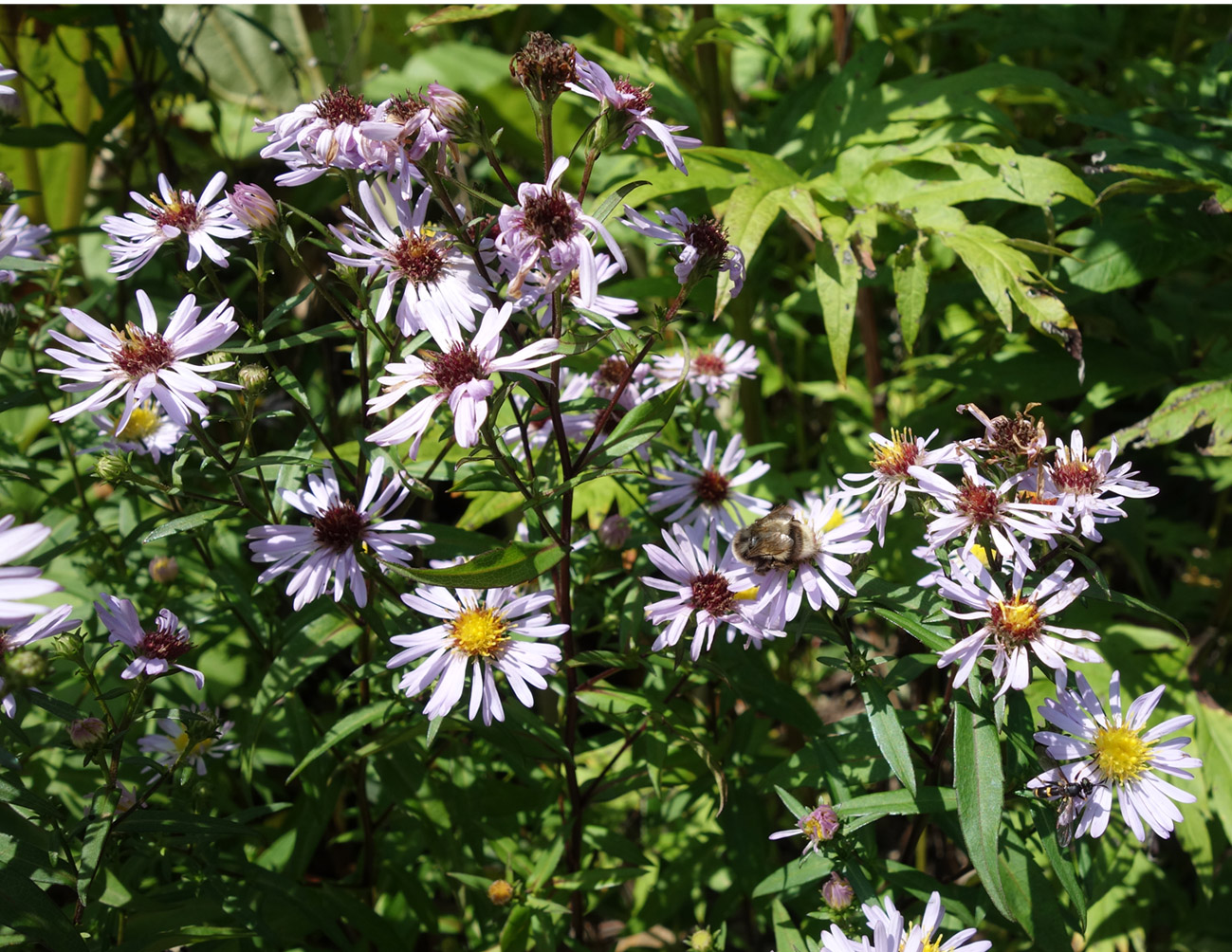 Image of Symphyotrichum novi-belgii specimen.