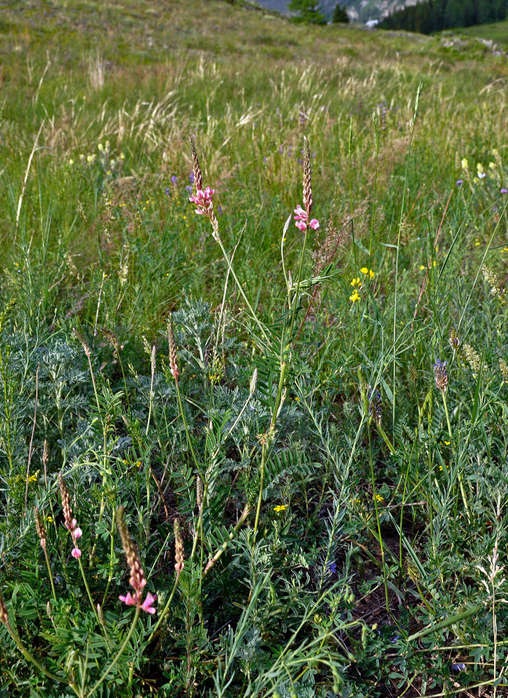 Image of Onobrychis sibirica specimen.