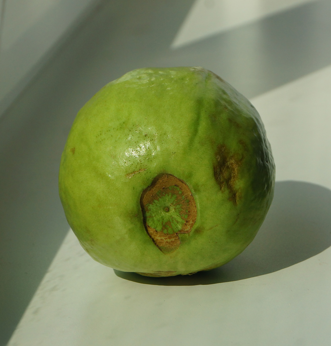 Image of Psidium guajava specimen.