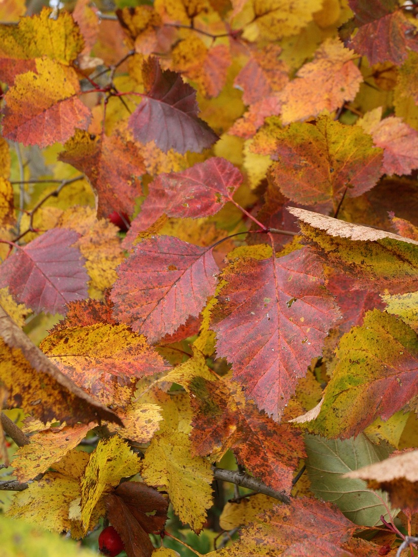 Image of Crataegus submollis specimen.